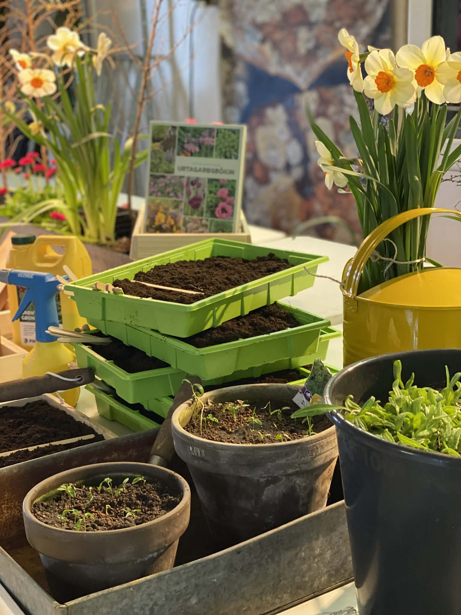 Sáa og planta við Almu og Anette