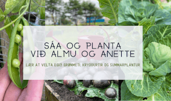 Sáa og planta við Almu og Anette - Lær at velta egið grønmeti, kryddurtir og summarplantur