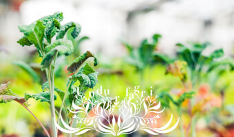 Heiðavelta/Sarpavelta